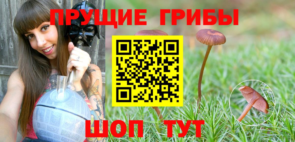 Новошахтинск  как найти   Вход с VPN  Псилоцибиновые грибы MAGIC MUSHROOMS 